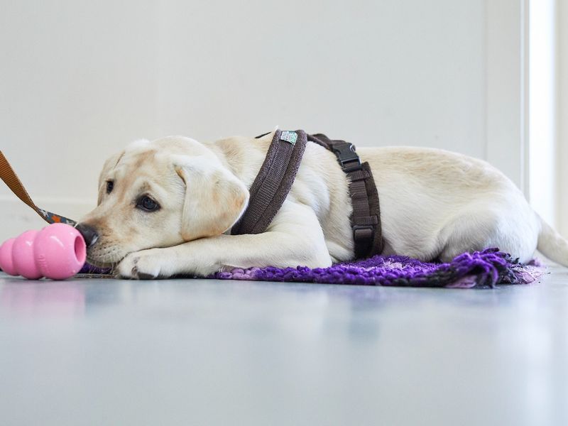 Teach your dog to leave it Dogs Trust